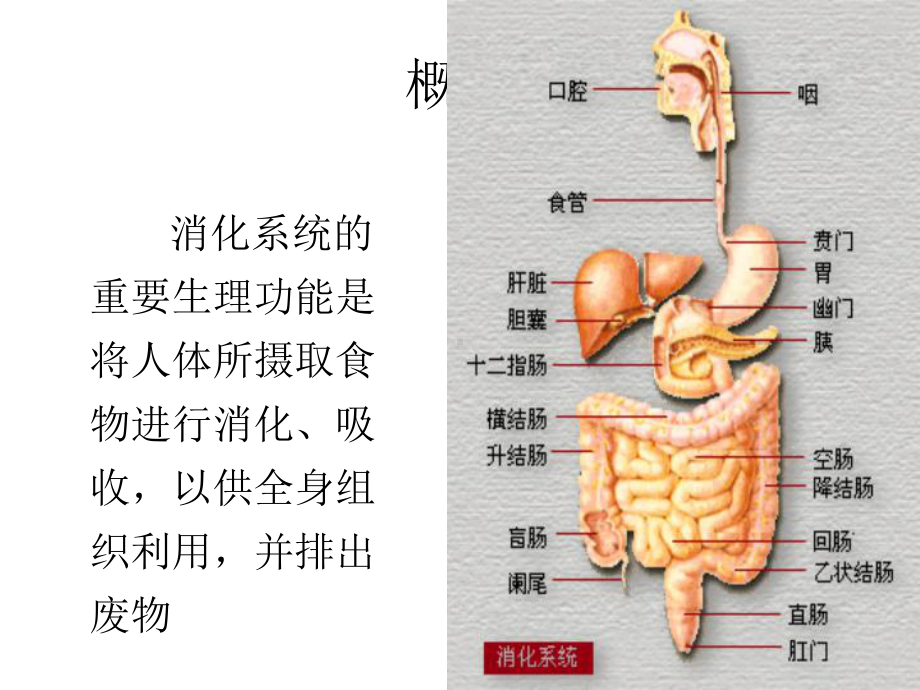 消化系统疾病病人常见症状体征的护理-ppt课件.ppt_第3页