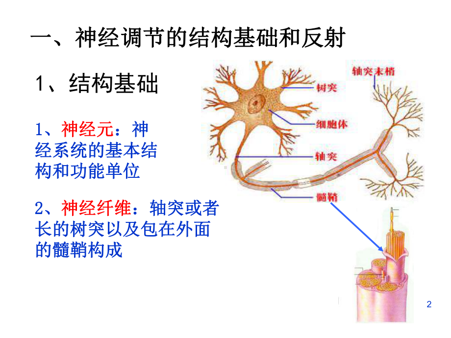 文科321通过神经系统的调节教学课件.ppt_第2页