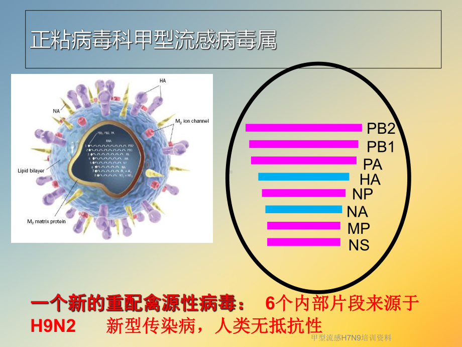 甲型流感H7N9培训资料课件.ppt_第3页