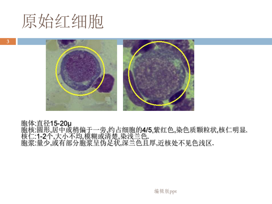 常见血细胞形态医学课件.ppt_第3页