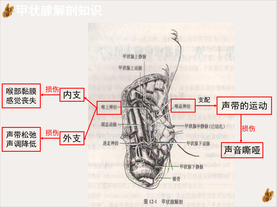 甲状腺次全切术前术后护理课件.pptx_第3页