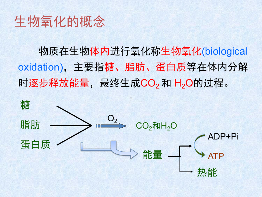 生物化学与分子生物学系大二生物氧化氧化呼吸链的电子供体教学课件.ppt_第2页