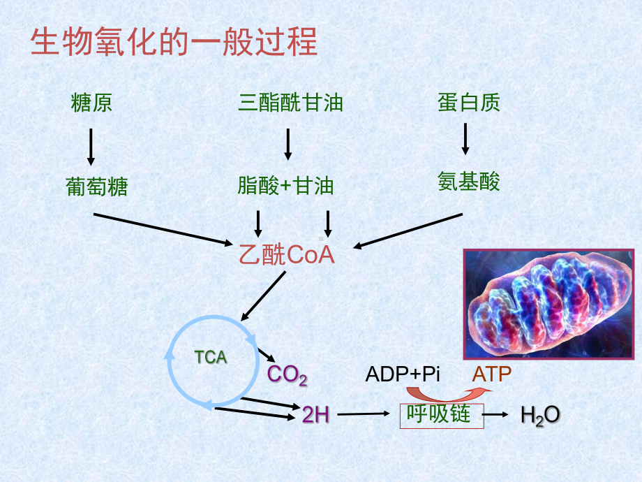 生物化学与分子生物学系大二生物氧化氧化呼吸链的电子供体教学课件.ppt_第3页