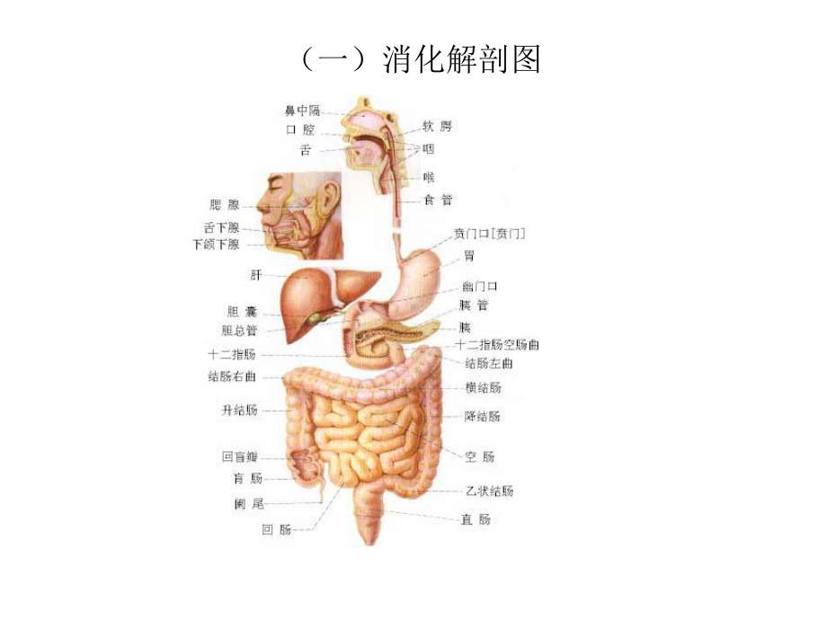 消化道的相关内容-课件.ppt_第2页