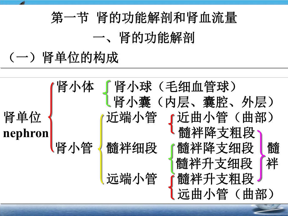 生理学泌尿系统课件整理.ppt_第3页