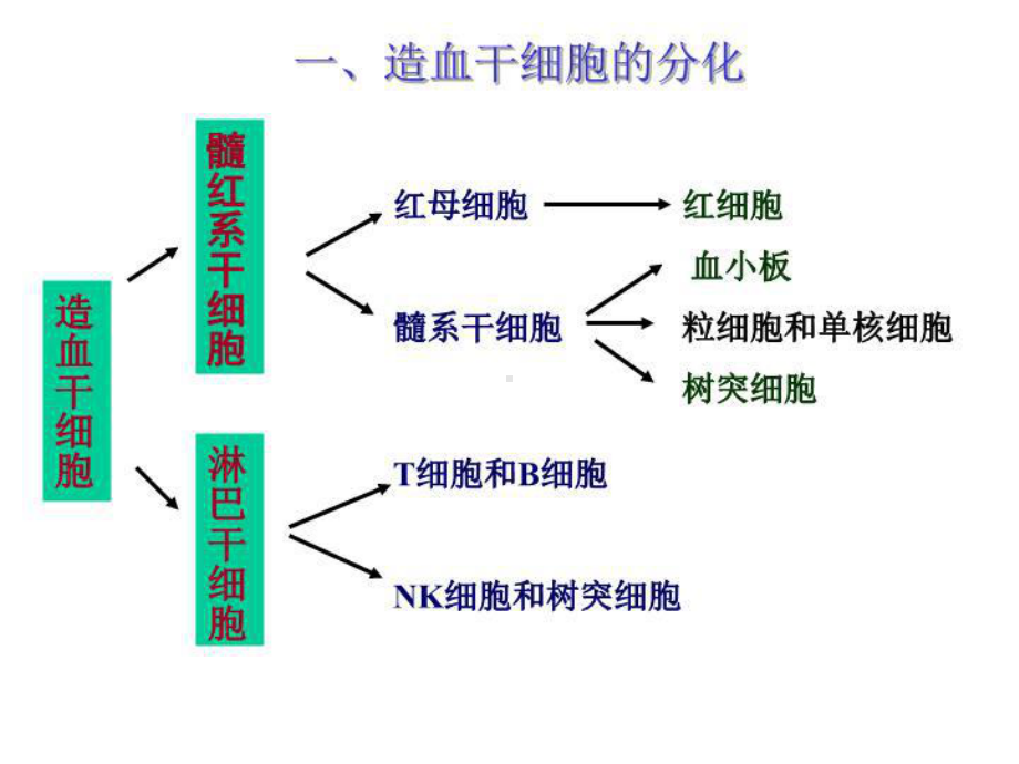 最新2免疫器官与细胞课件.ppt_第3页