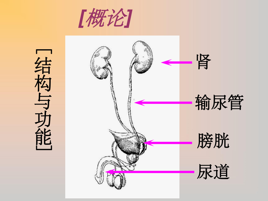 急性肾炎课件.ppt_第2页