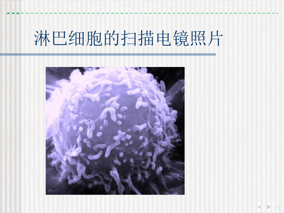 淋巴细胞亚群及其活化状态测定的临床应用版课件.pptx_第2页