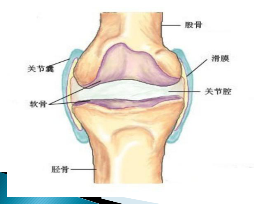 滑膜病变超声诊断课件.ppt_第3页