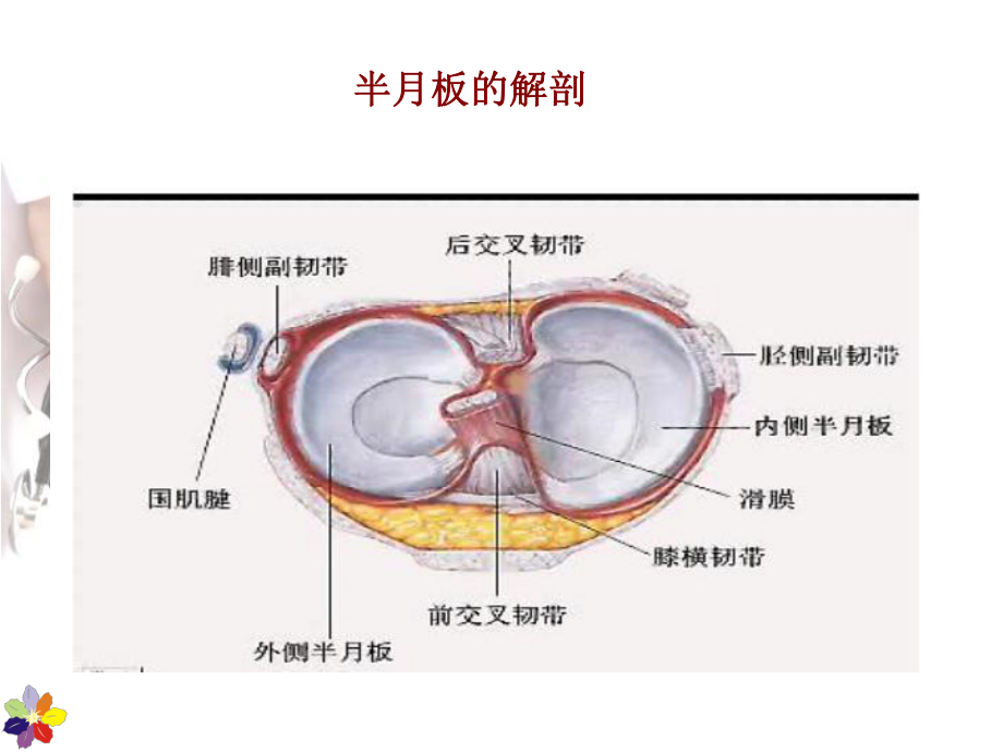 最新《半月板损伤》课件.ppt_第2页