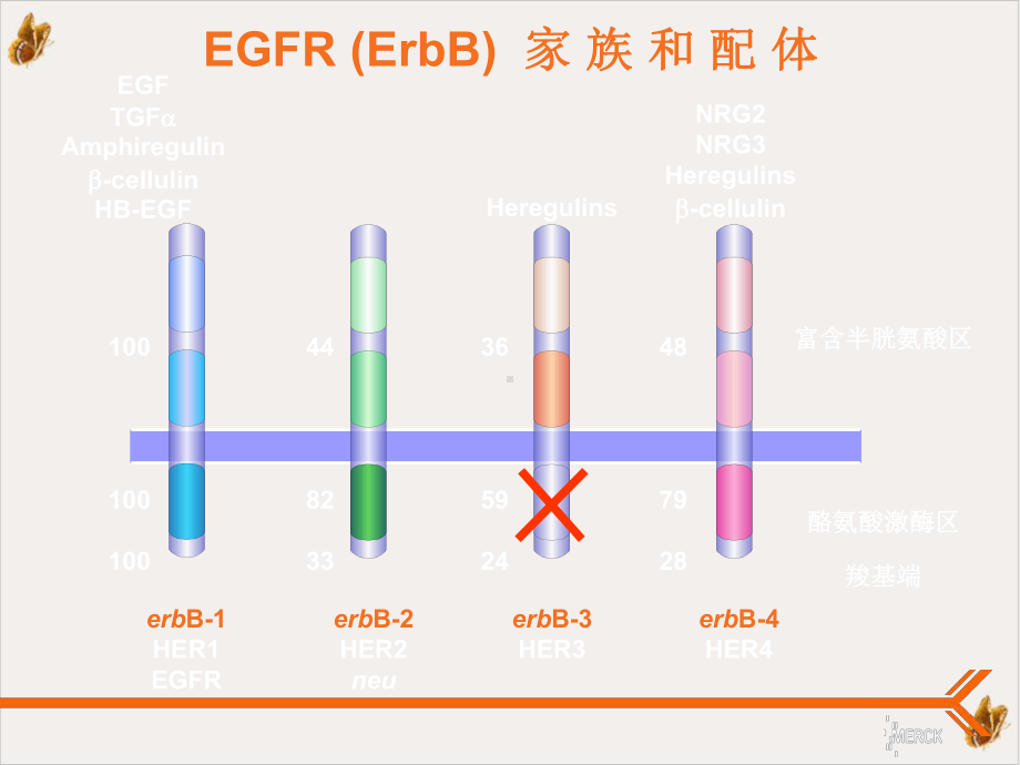 爱必妥作用机制及不良反应处理教材课件.pptx_第1页