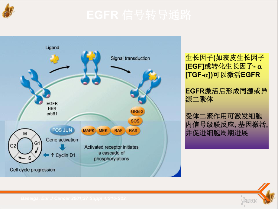 爱必妥作用机制及不良反应处理教材课件.pptx_第2页