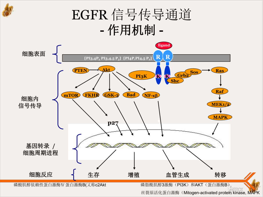 爱必妥作用机制及不良反应处理教材课件.pptx_第3页