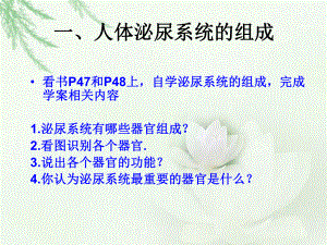 泌尿系统的组成课件.pptx