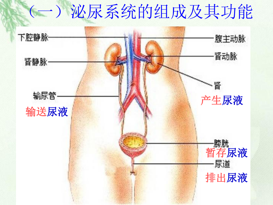 泌尿系统的组成课件.pptx_第2页