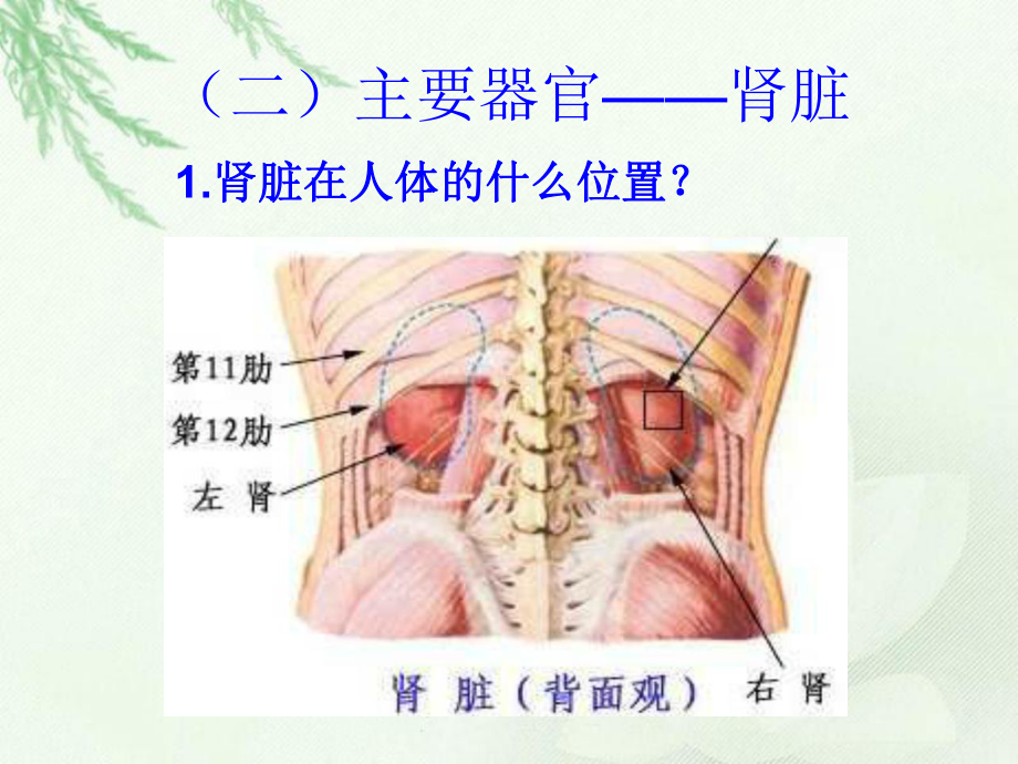 泌尿系统的组成课件.pptx_第3页