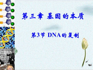 新人教版《DNA的复制》教学课件2.ppt