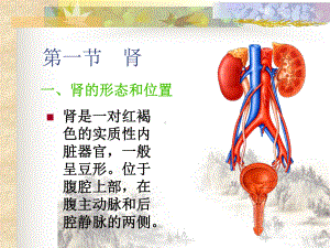 泌尿系统OK讲课课件.pptx