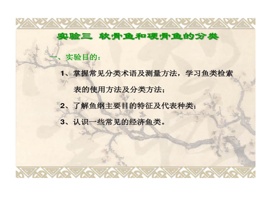 实验三软骨鱼和硬骨鱼分类课件.ppt_第1页