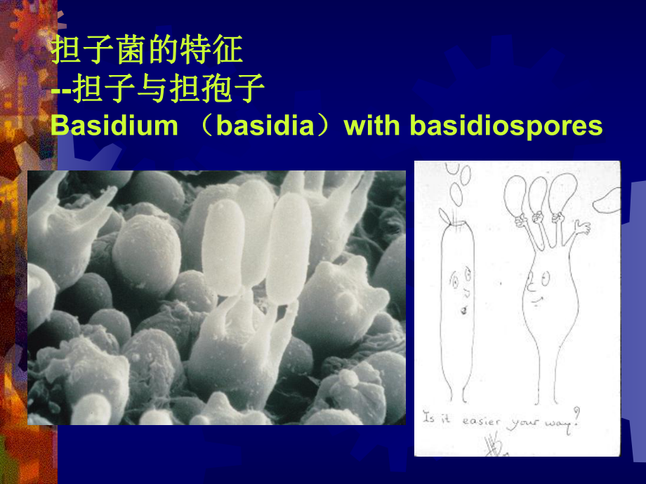 担子菌植物病理学课件.pptx_第3页