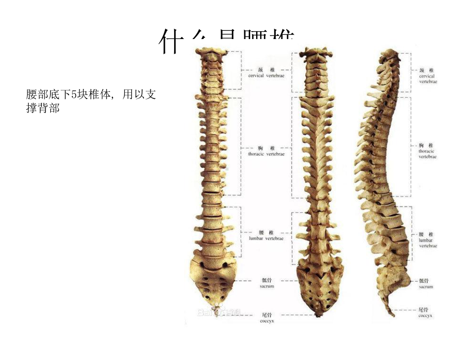 护理腰椎间盘突出课件.pptx_第2页