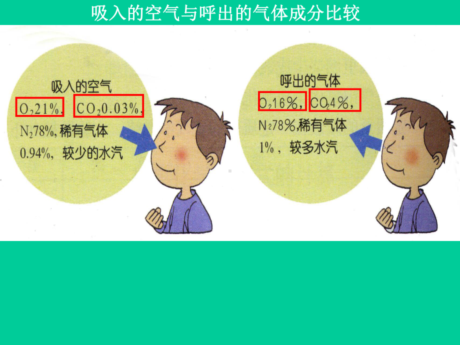 生物是怎样呼吸的课件.ppt_第2页