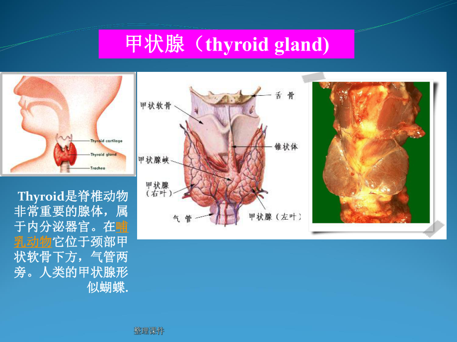 甲状腺癌术后TSH抑制治疗机理学习课件.ppt_第2页