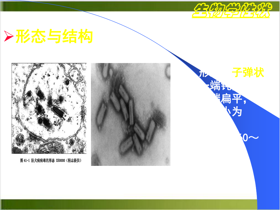 狂犬病病毒课件.pptx_第2页