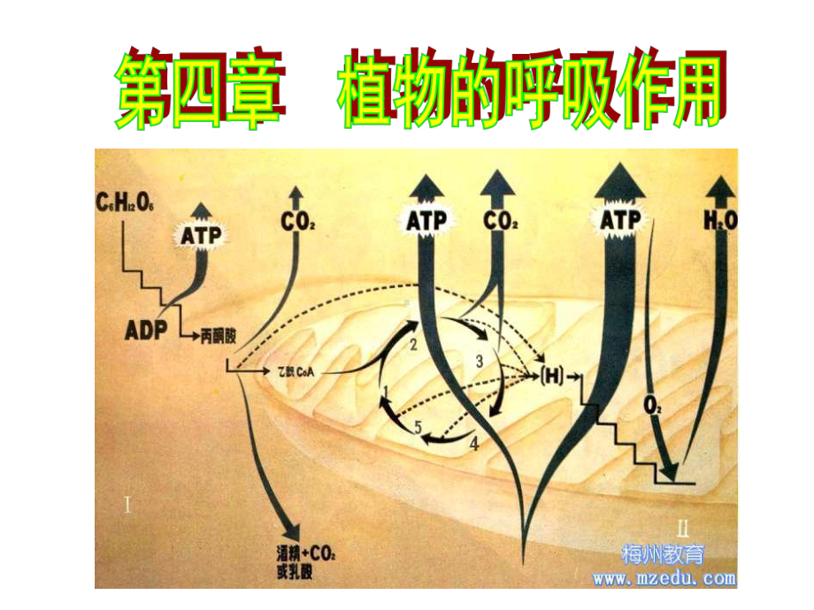 植物生理学004-植物的呼吸作用课件.ppt_第1页