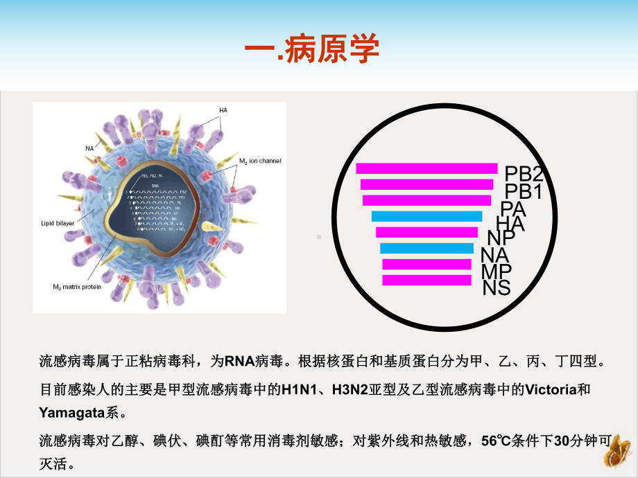 流行性感冒诊疗方案及流程-课件.pptx_第2页