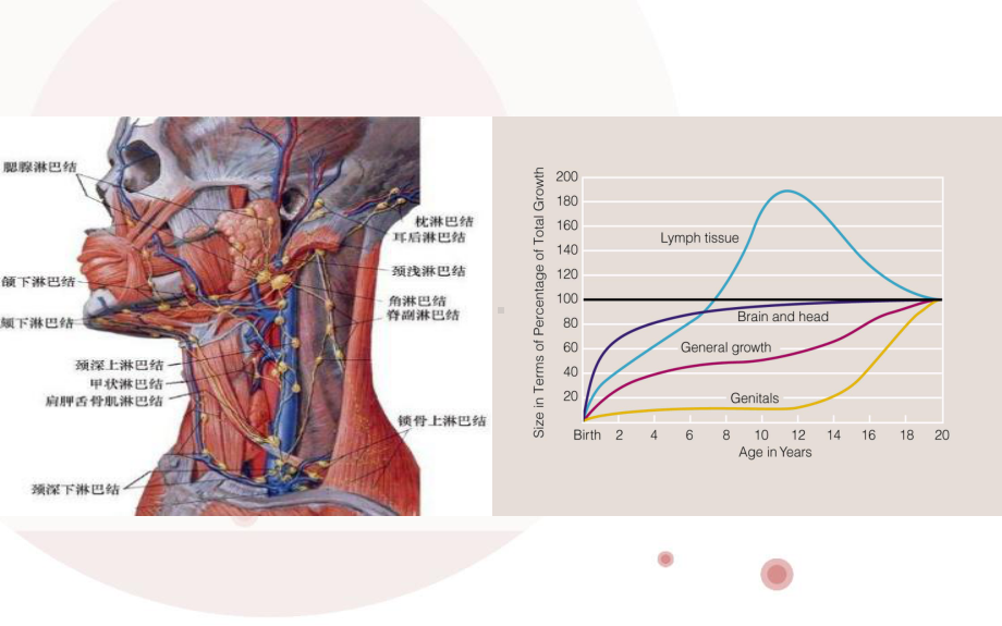 小儿颈部淋巴结的诊断思路-课件.ppt_第3页