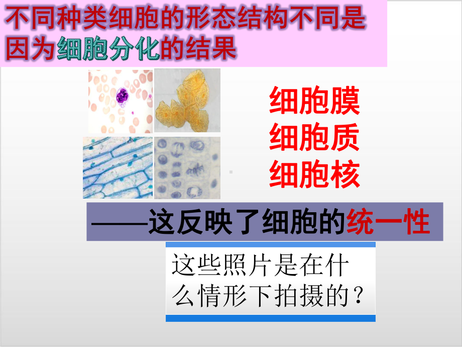 新教材《细胞的多样性和统一性》课件人教版1.pptx_第3页