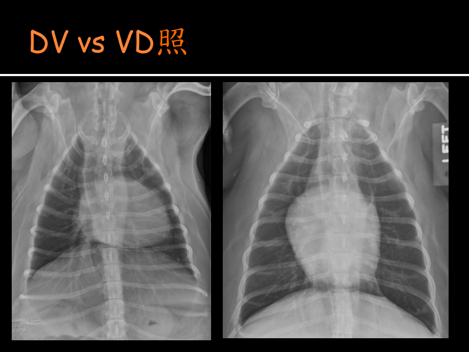 小动物胸腔影像学(很重要很好资料)课件.ppt_第3页