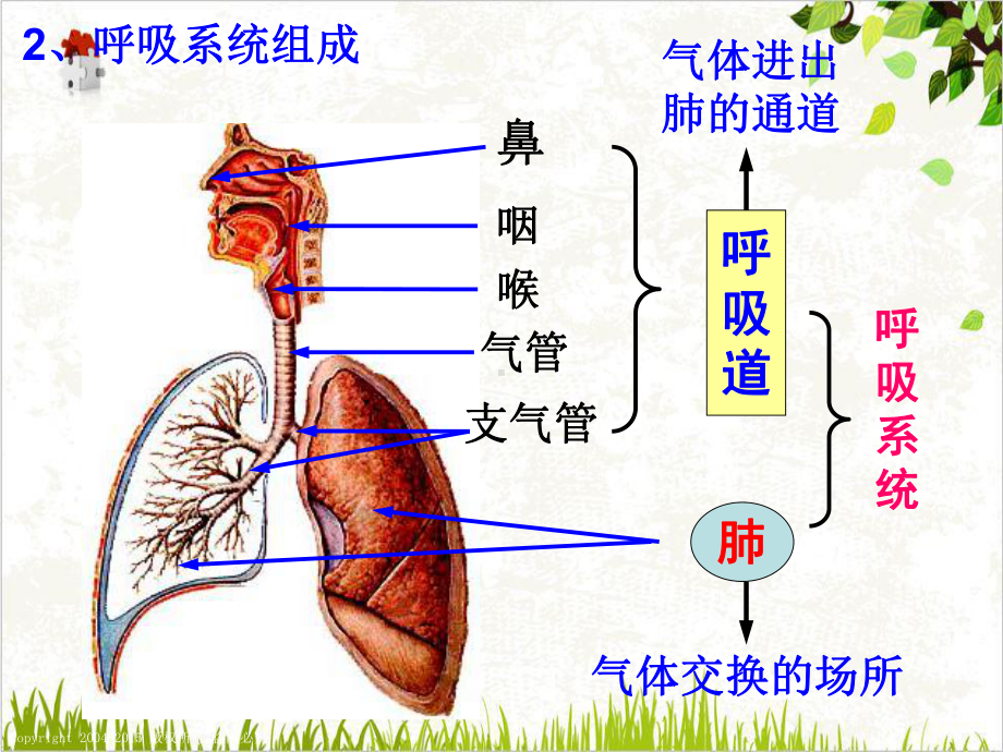 浙教版八级科学下册生物的呼吸和呼吸作用教学课件.pptx_第3页