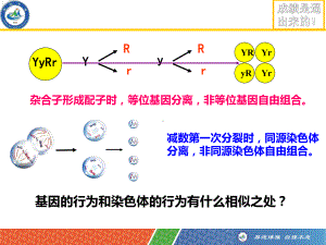 必修基因在染色体上课件.ppt