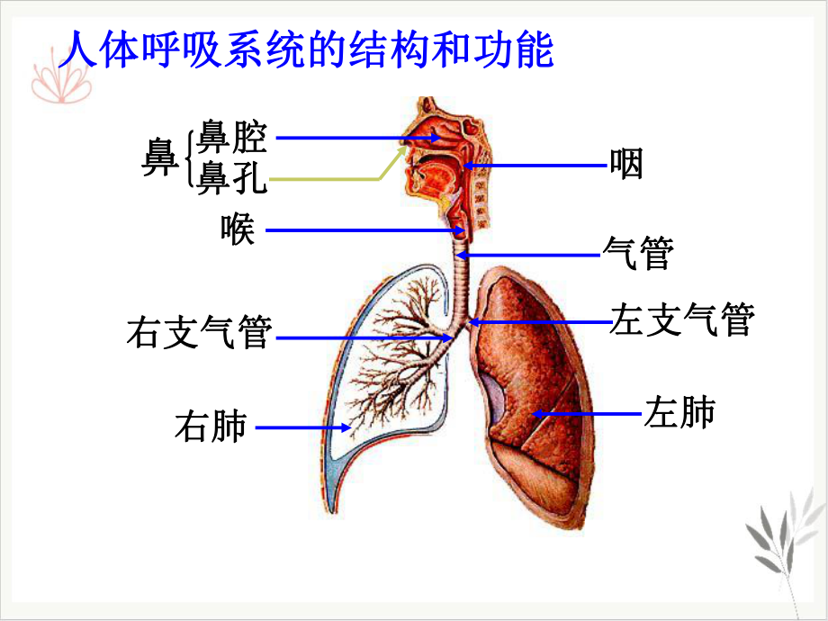 生物的呼吸和呼吸作用课件新教材.pptx_第3页