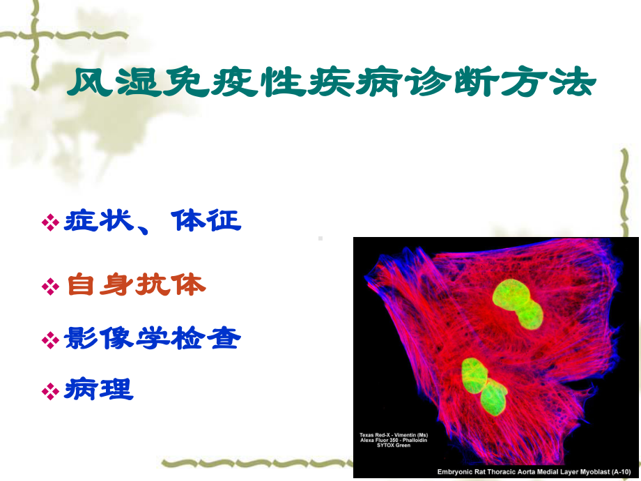 抗核抗体检测及临床意义课件.pptx_第2页