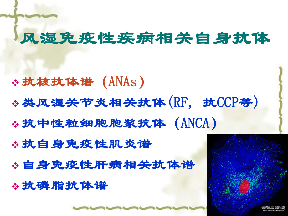 抗核抗体检测及临床意义课件.pptx_第3页