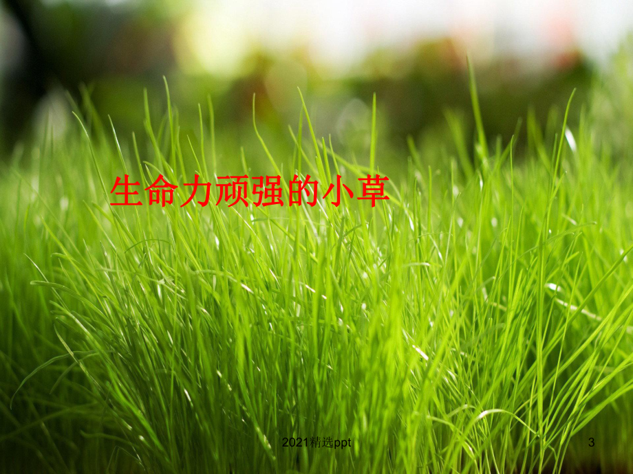 我最喜欢的植物课件.ppt_第3页