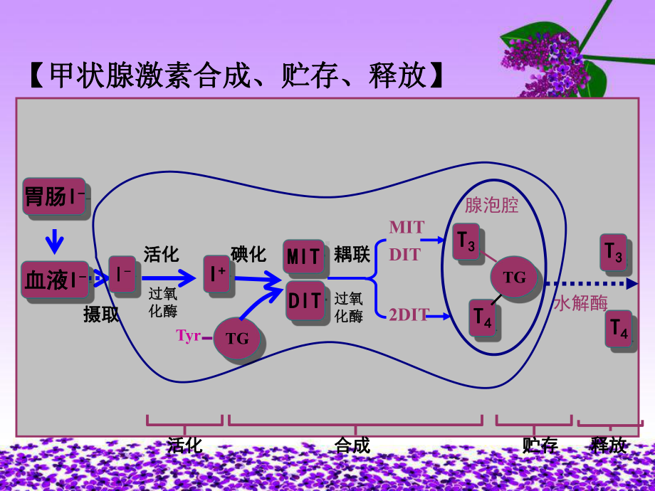 甲状腺危象病人的护理培训课件.pptx_第2页