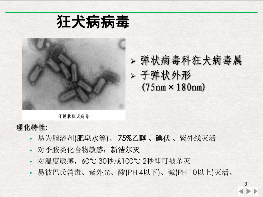 狂犬病基本知识和预防处置规范新华课件完整版.ppt_第3页