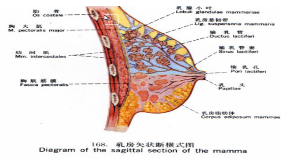 浅表-乳腺超声诊断课件.ppt_第3页