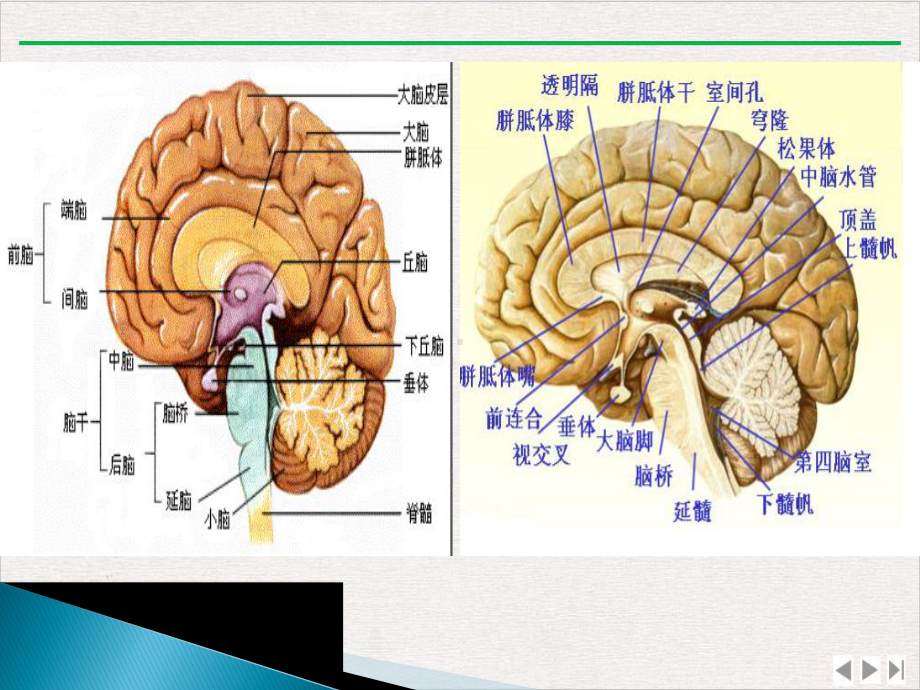 犬呕吐的鉴别诊断完整版课件.pptx_第3页