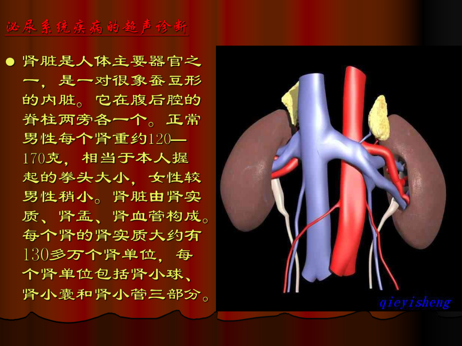 泌尿系统疾病的超声诊断课件.pptx_第1页