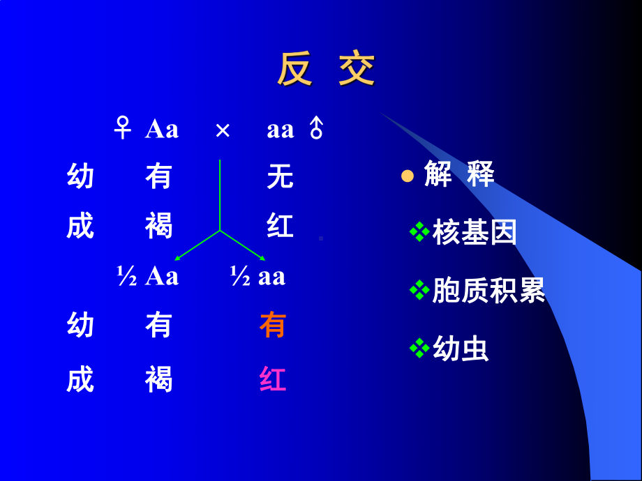 染色体外基因课件.ppt_第3页