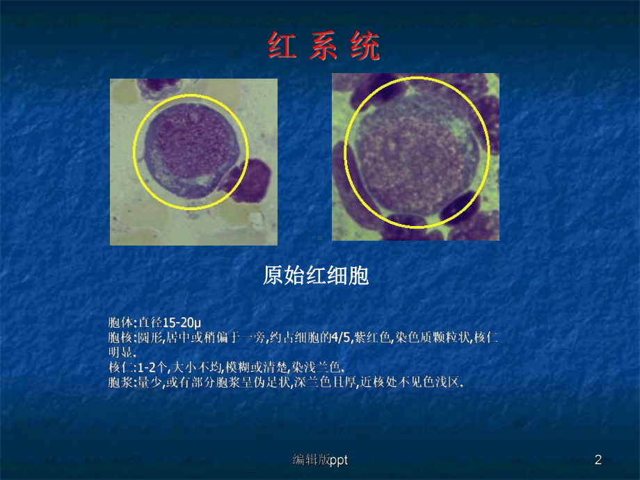 常见血液学课件.ppt_第2页