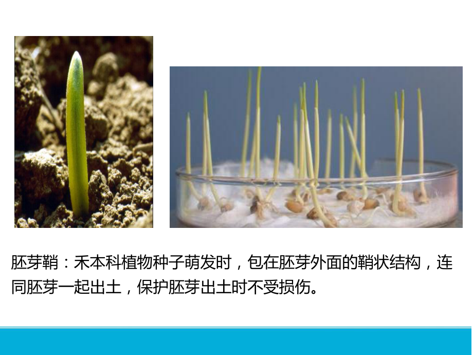 植物生长素的发现课件高考一轮复习生物.pptx_第3页