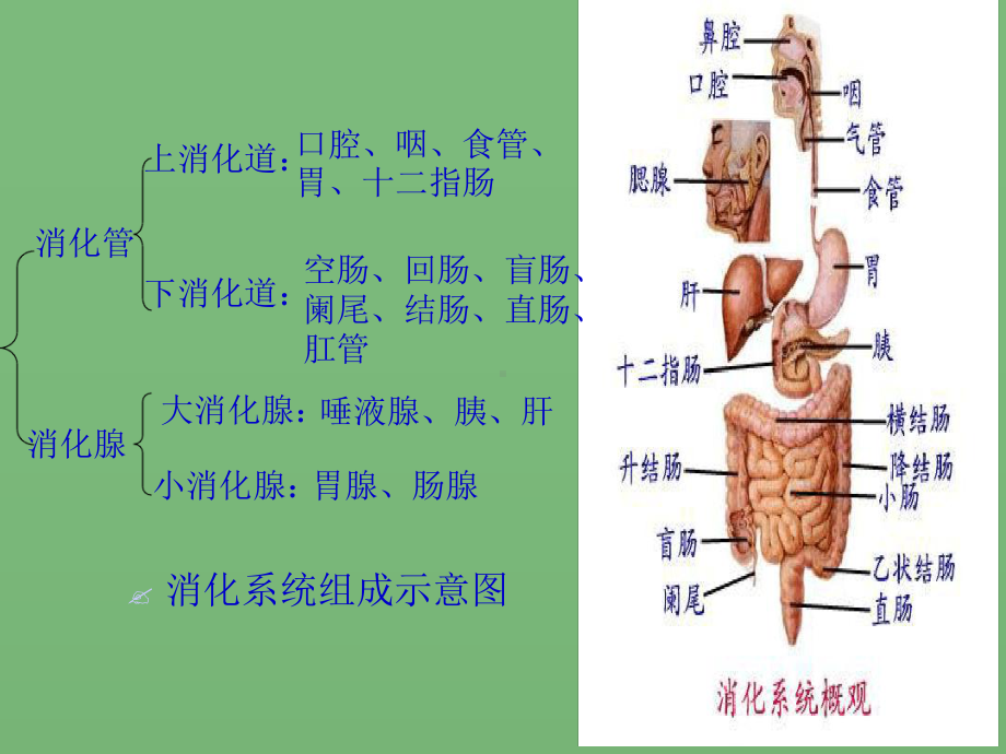 消化系统概述(同名351)课件.ppt_第2页