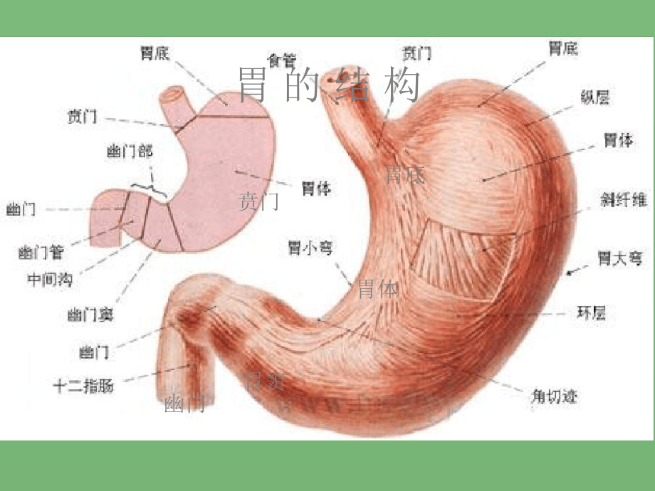 消化系统概述(同名351)课件.ppt_第3页