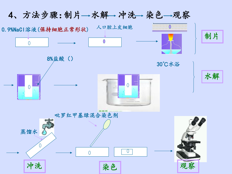 核酸是遗传信息的携带者课件.ppt_第3页